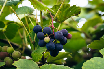 Bunch of grapes hanging in vineyard against at green background. close up