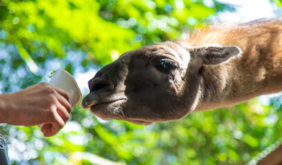 Fototapeta premium Big llama in the zoo. Selective focus.