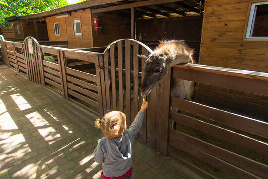 A child feeds a llama on a farm. Selective focus.
