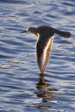 Common Sandpiper