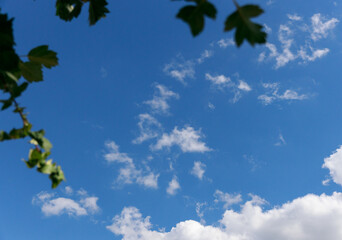 frame of leaves against a blue sky with clouds on a bright sunny day. selective focus.High quality photo