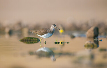 Green Sandpiper  (Tringa ochropus) is usually found near freshwater in the Winter, living in smaller bodies of water such as streams and ponds.