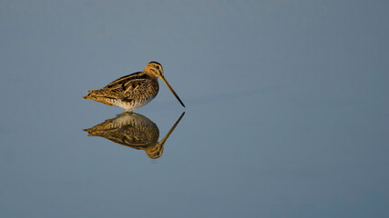 Common Snipe is in the water.