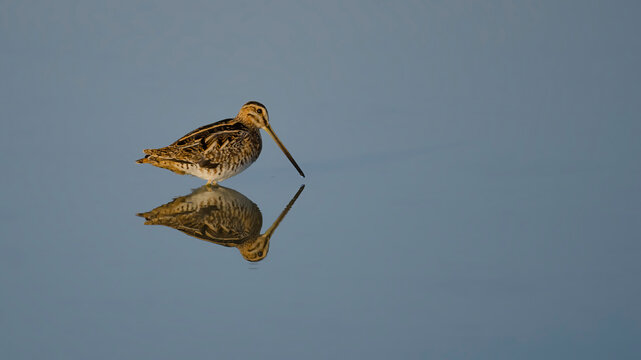 Common Snipe is in the water.