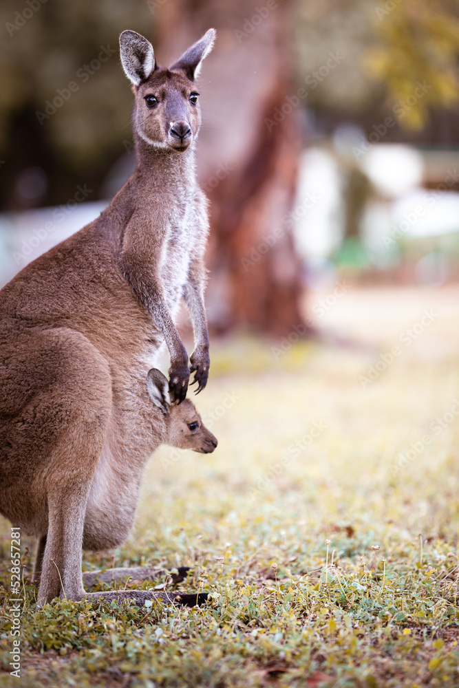 Wall mural Standing kangaroo with baby in pouch in Australia