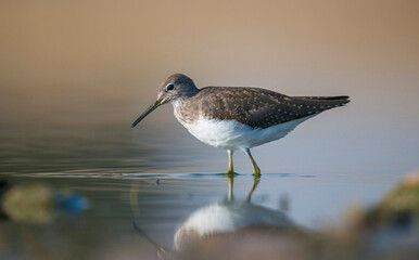 Green Sandpiper  (Tringa ochropus) is usually found near freshwater in the Winter, living in...