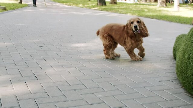 The dog is playing and running outside. Happy Dog on summer time, weekend picnic. A beautiful brown haired dog is sitting on the street. English cocker spaniel rests outdoors. Cocker Spaniel in park,