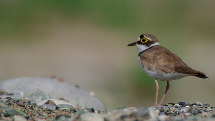 Little Ringed Plover in the stony field.