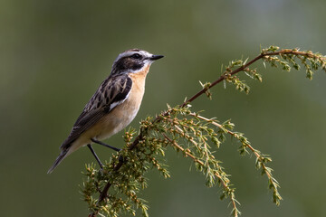 Whinchat
