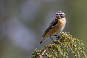 Whinchat