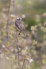 Whinchat