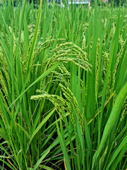 Fototapeta na wymiar Close up to korea rice seeds in ear of paddy