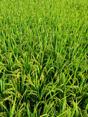 close up summer Green rice field.