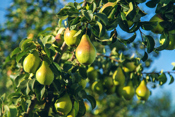 Pears grow on a tree in the garden. Selective focus.