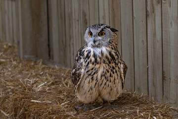 owl on a hay bale