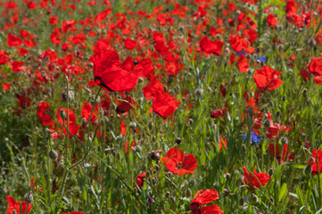 Fototapeta premium Spring, Field of poppy flowers against the blue sky with clouds. The concept of freshness of morning nature. Spring landscape of wildflowers. Beautiful landscape long banner.