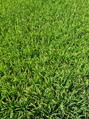 close up summer Green rice field.