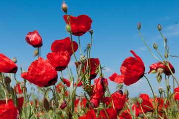 Spring, Field of poppy flowers against the blue sky with clouds. The concept of freshness of morning nature. Spring landscape of wildflowers. Beautiful landscape long banner.