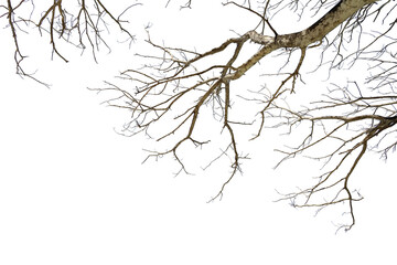 branch of a tree foreground isolated