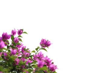 Realistic flowering plants foreground isolated