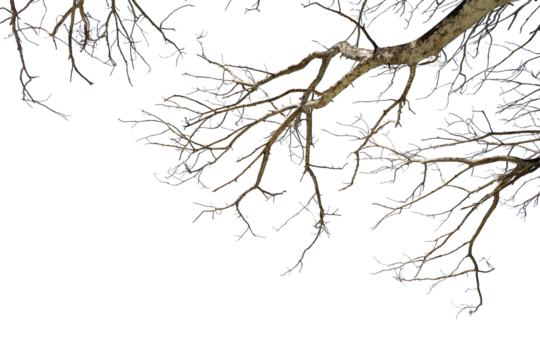 branch of a tree foreground isolated