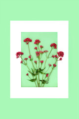 Red valerian herb plant background border with white frame on green. Flowers can be used to make perfume. Minimal botanical nature study composition. Valeriana officinalis.
