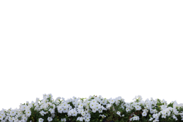 Realistic flowering plants foreground isolated