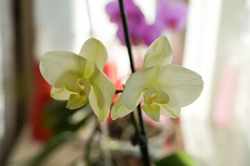 Phalaenopsis orchid in a pot on the windowsill in an apartment, yellow flower close-up