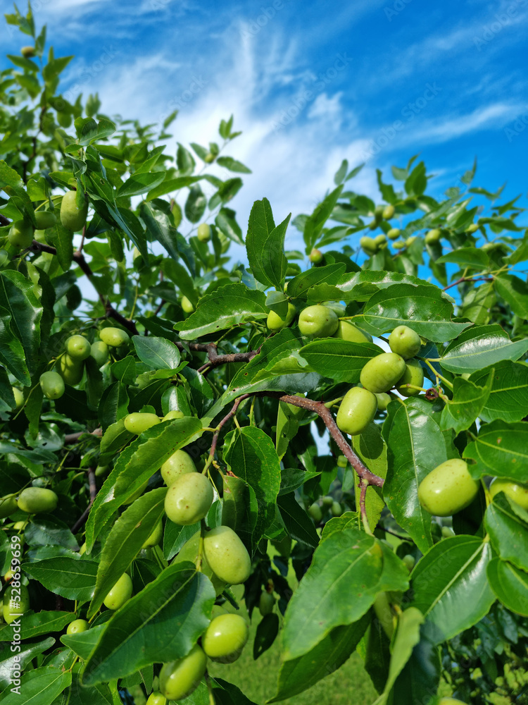 Canvas Prints close up of fruits of a jujube tree