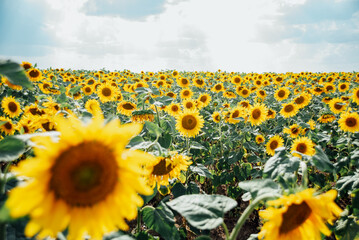 Obraz premium Sunflower field with cloudy blue sky. sunflowers by summertime. Beautiful summer landscape. Ukraine agriculture.