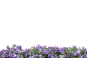 Realistic flowering plants foreground isolated