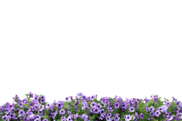 Realistic flowering plants foreground isolated