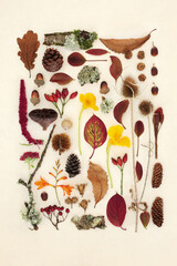 Autumn nature study of leaves, flowers, fruit and natural objects. Botanical detailed composition...