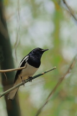 a male oriental magpie robin (copsychus saularis) perching on a branch, in india
