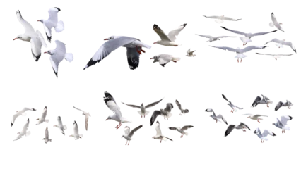 Fotobehang flock of seagulls isolated © parinya