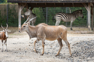 Naklejka premium The eland, also called eland, is an antelope living in Africa. Together with the giant eland, which is not larger but has longer horns, it forms the genus Eland.