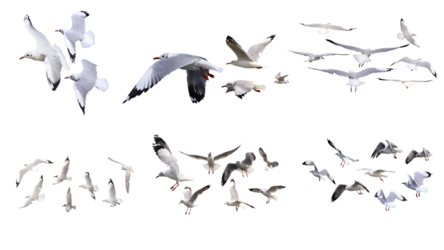 flock of seagulls isolated