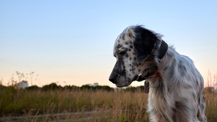 English setter close-up. Portrait of an english setter sitting in a field