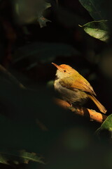 a cute and small common tailorbird (orthotomus sutorius) perching on a branch, tropical rainforest in india