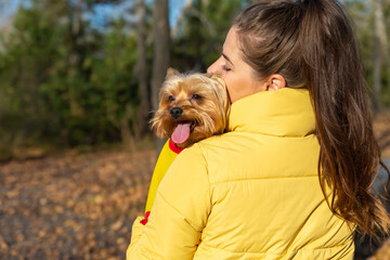 small dog yorkshire terrier looks over the owners shoulder, in the autumn forest