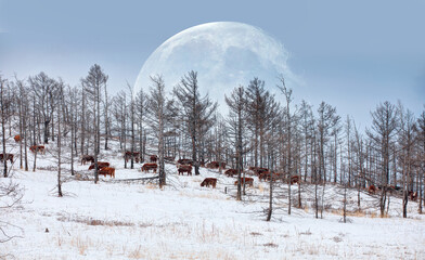 Fototapeta premium A herd of cows grazing in a snowy valley with super full moon 