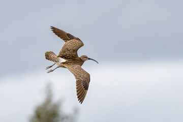 Whimbrel