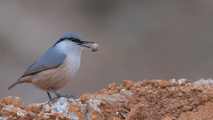 Western Rock Nuthatch nutrition.