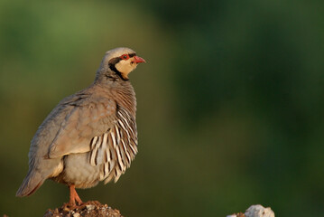 Portrait of Chukar Partridge.