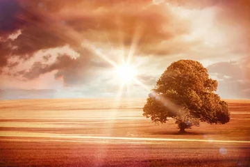 Sonnenaufgang über dem Feld mit Baum © vectorfusionart