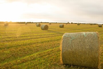 Fototapeta premium Hay bales in the countryside