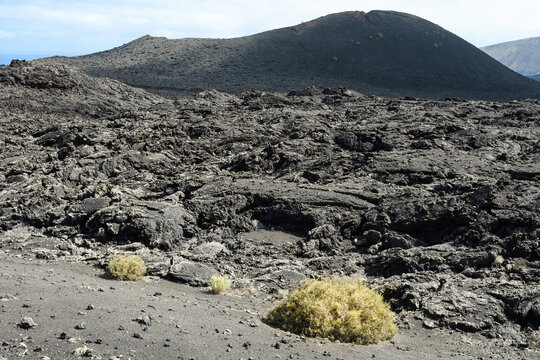 Launaea arborescens growing isolated among the lava of the Timanfaya volcanoes