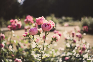 pink rose bush