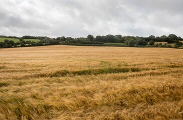 Landscape of countryside