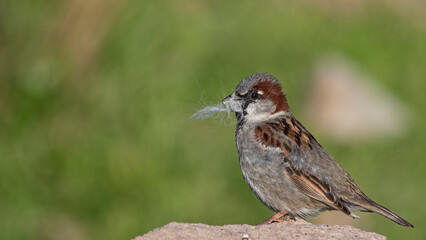 sparrow is collecting nesting material.